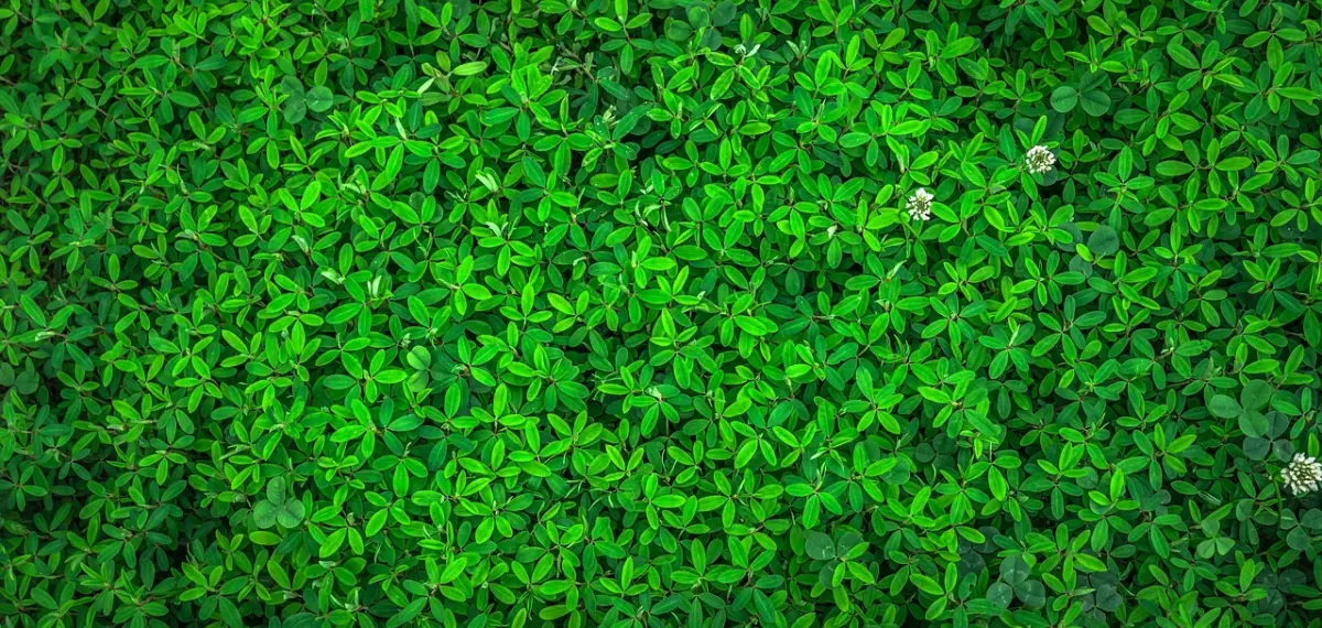 Milieuvriendelijke bouwmaterialen: zo bespaar je kosten én energie